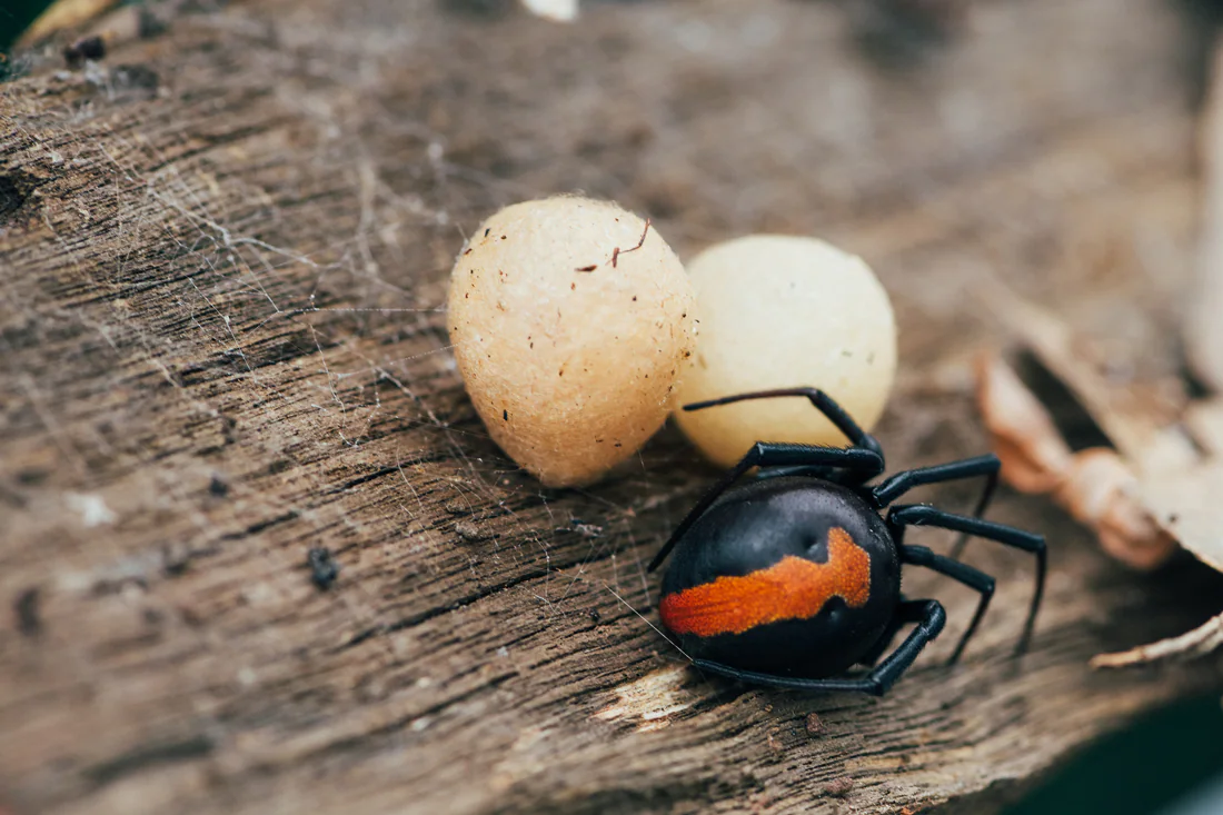 Fraser Coast Pest Control - Cover photo