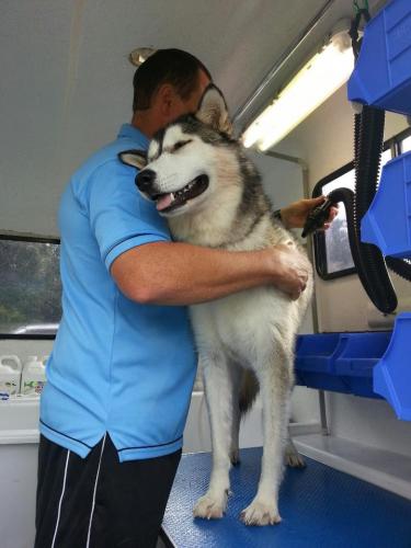 Fresh Fido Dog Grooming - Logo