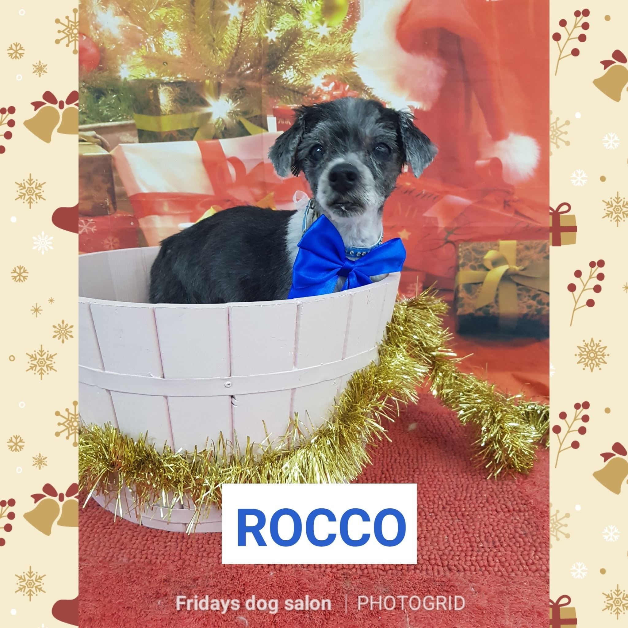 Fridays Dog Salon - Cover photo