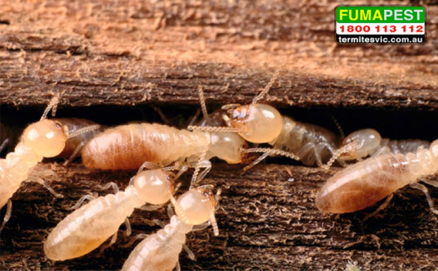 Fumapest Termite & Pest Control - Logo