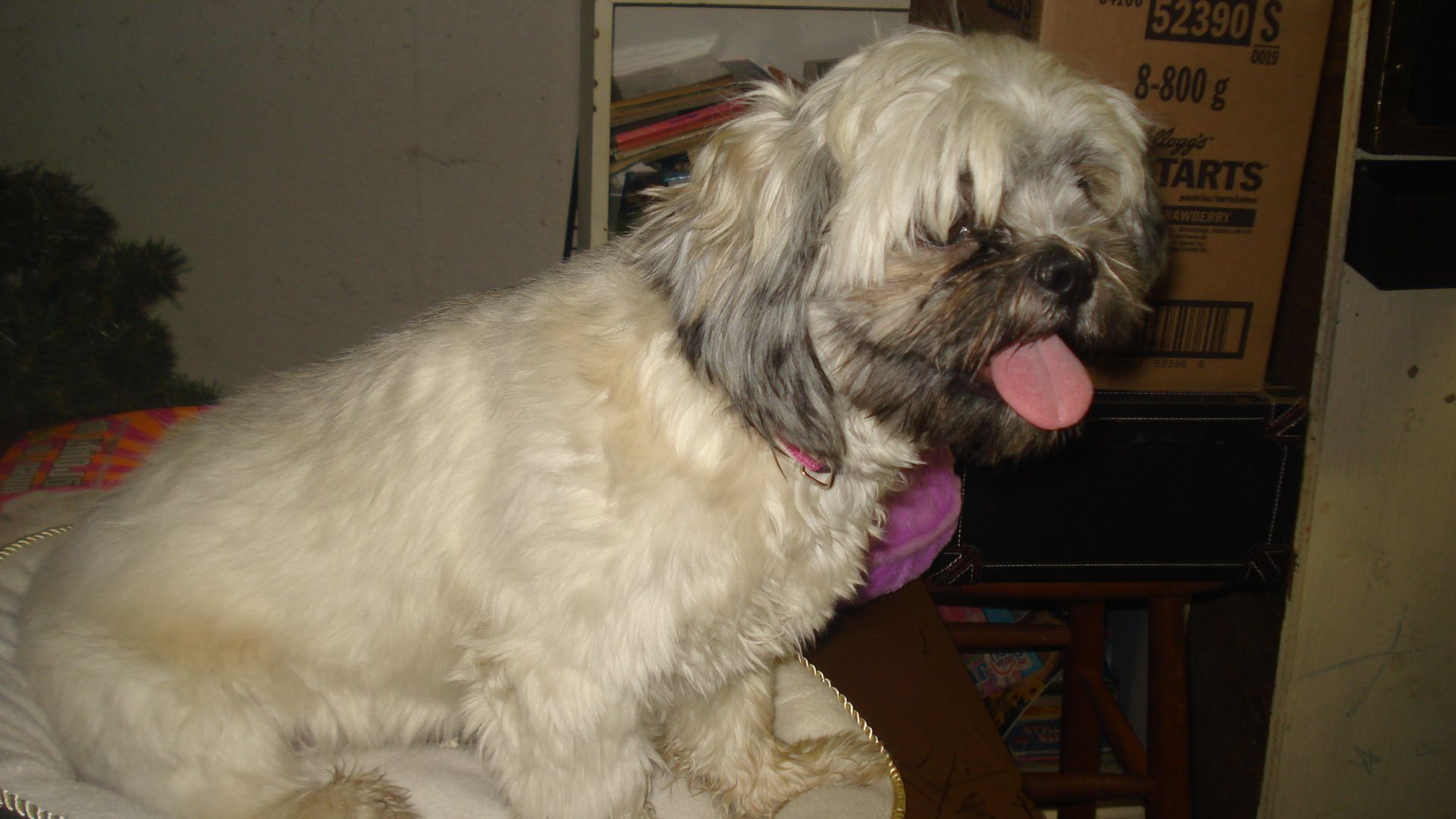 Fur Ever Friends Grooming Services - Logo
