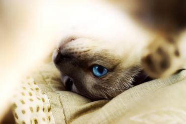 FURRY KID CARE - Logo