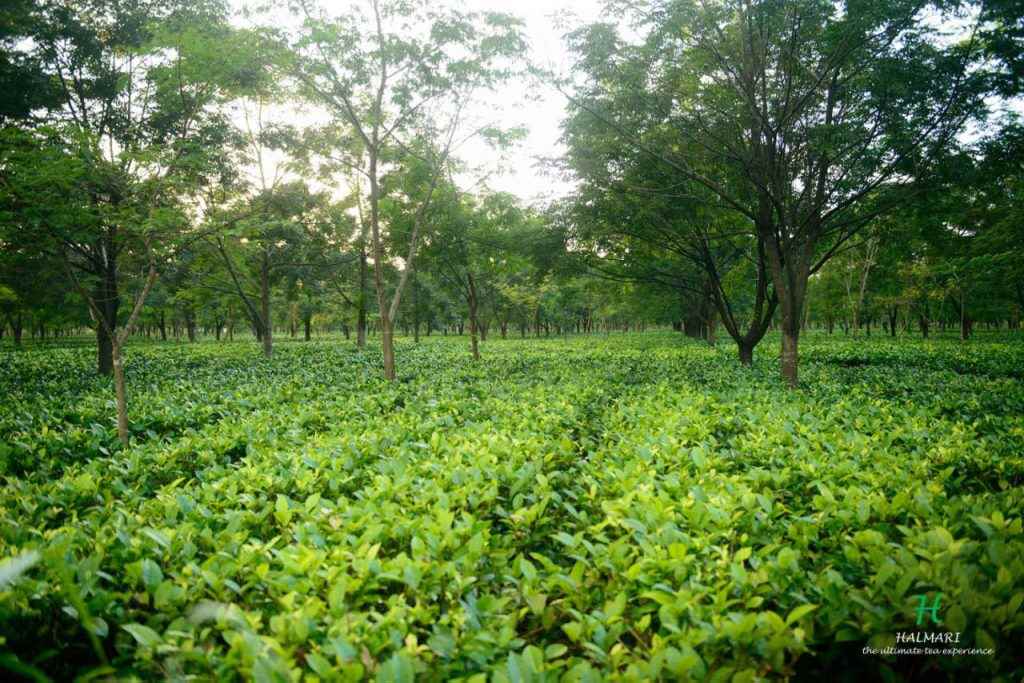 Gautam Bari Tea - Cover photo
