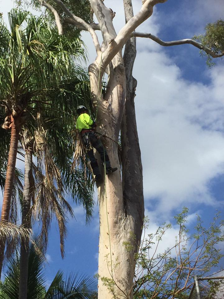 Geoff Schweikert Tree Services - Logo