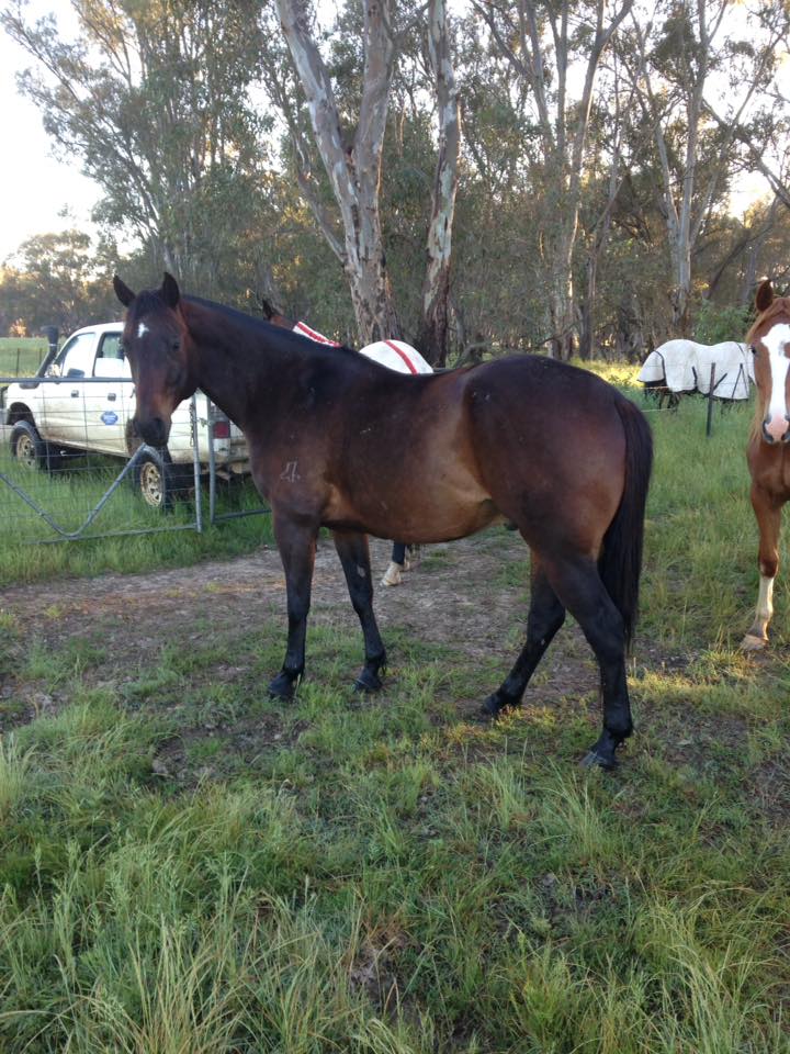 Geoff Willis Horse Trainer and Riding School - Cover photo