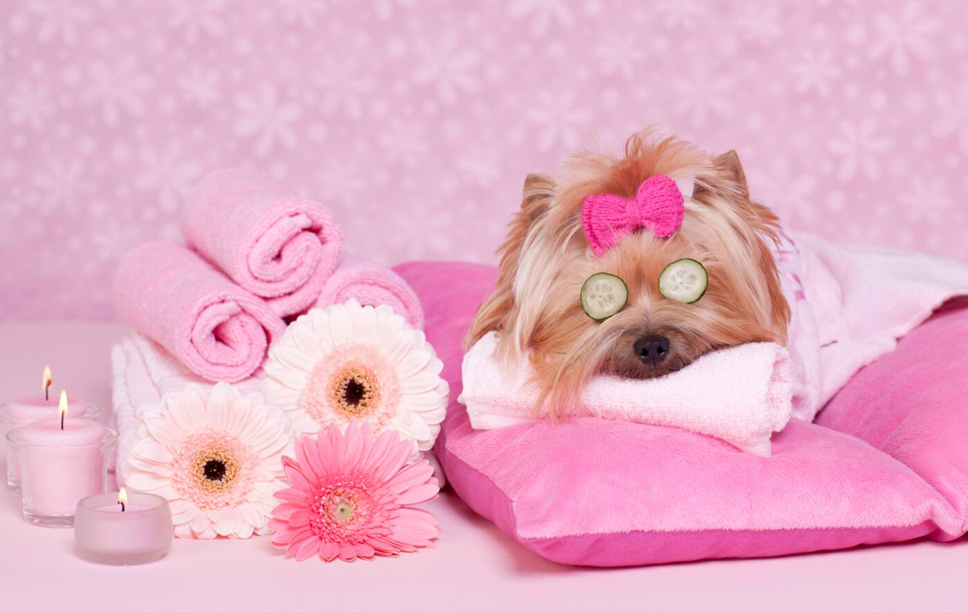 Glam A Pooch - Logo