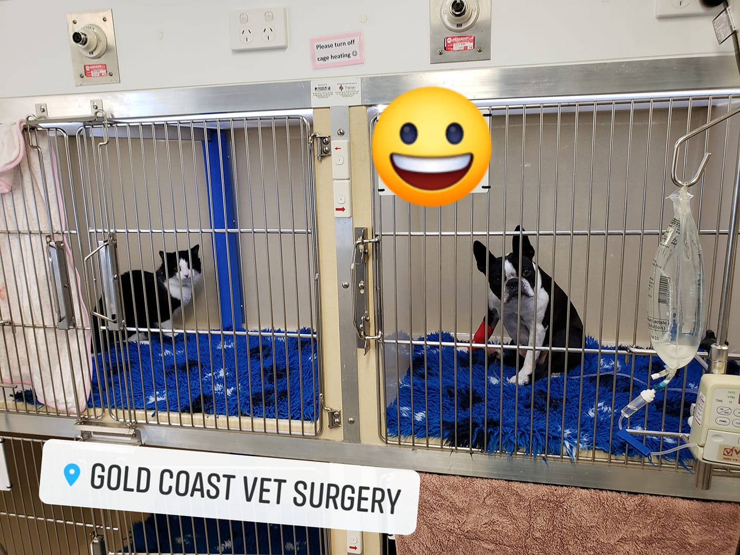 Gold Coast Vet Surgery - Cover photo