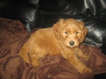 Goldenbelle Kennels - Cover photo