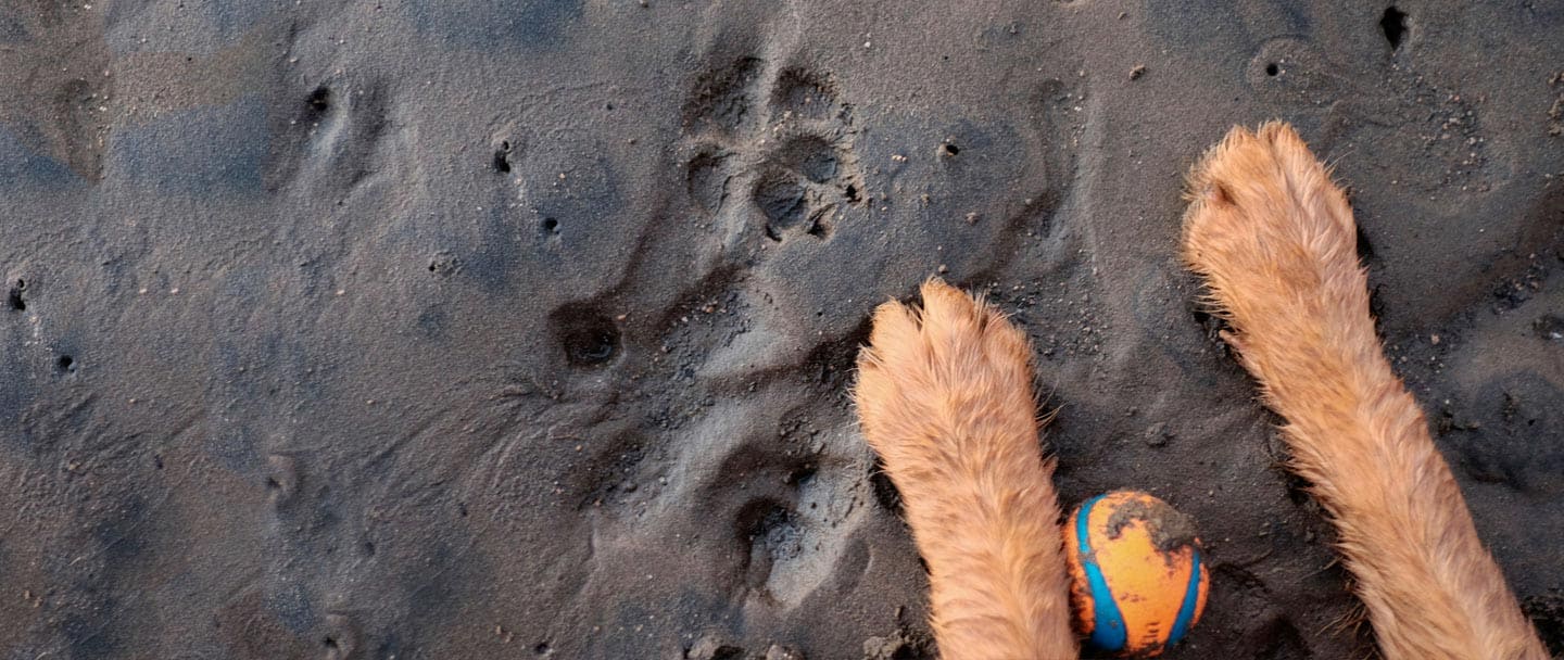 Good Dog Behavioural Training - Cover photo