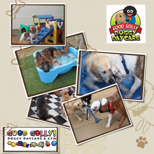 Good! Golly K9 Academy - Cover photo
