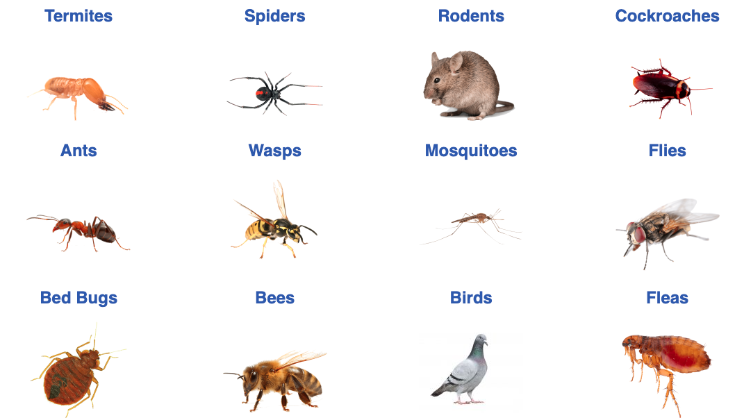 Go Pest Bendigo - Cover photo