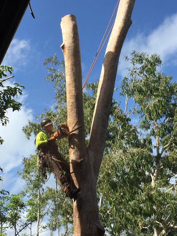 Gough Tree Services - Cover photo
