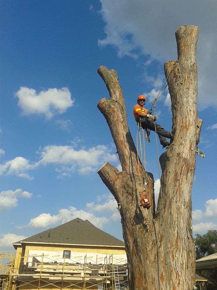 Great Canadian Tree Service &a; Removal - Logo