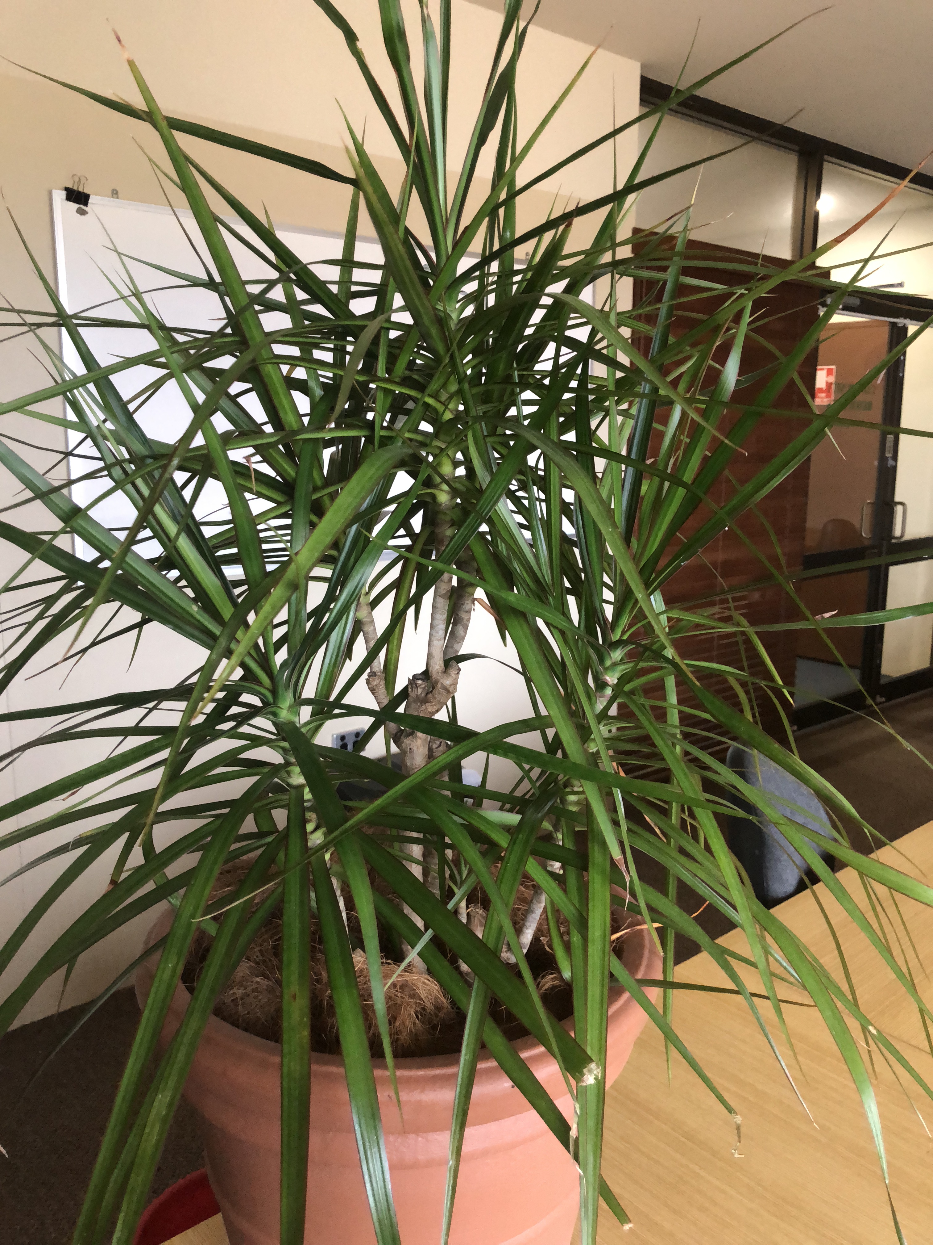 Great Lakes Indoor Plant Hire - Cover photo