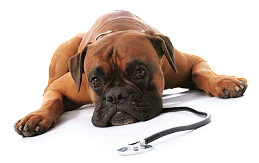 Great Lakes Veterinary Hospital - Logo