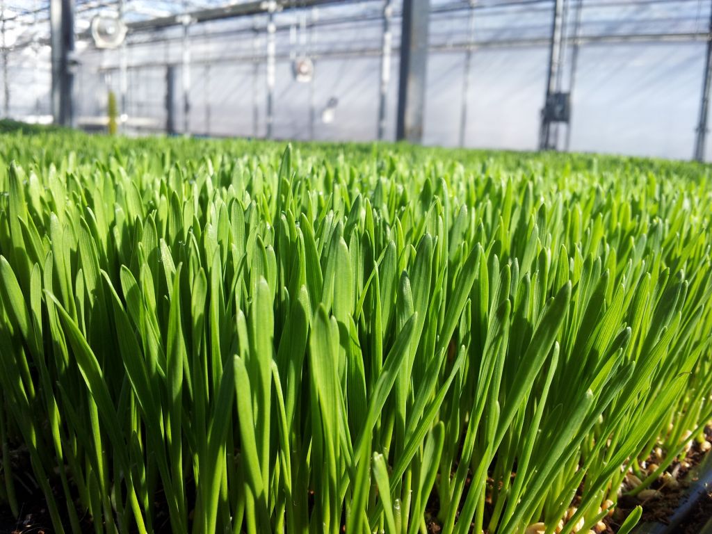 Greenbelt Greenhouse ltd - Cover photo