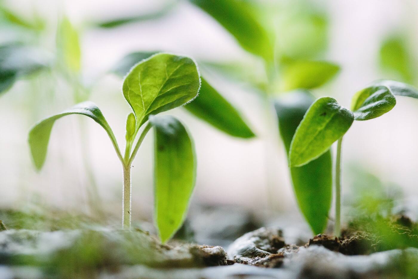 Greener Pastures Accounting and Taxation - Cover photo