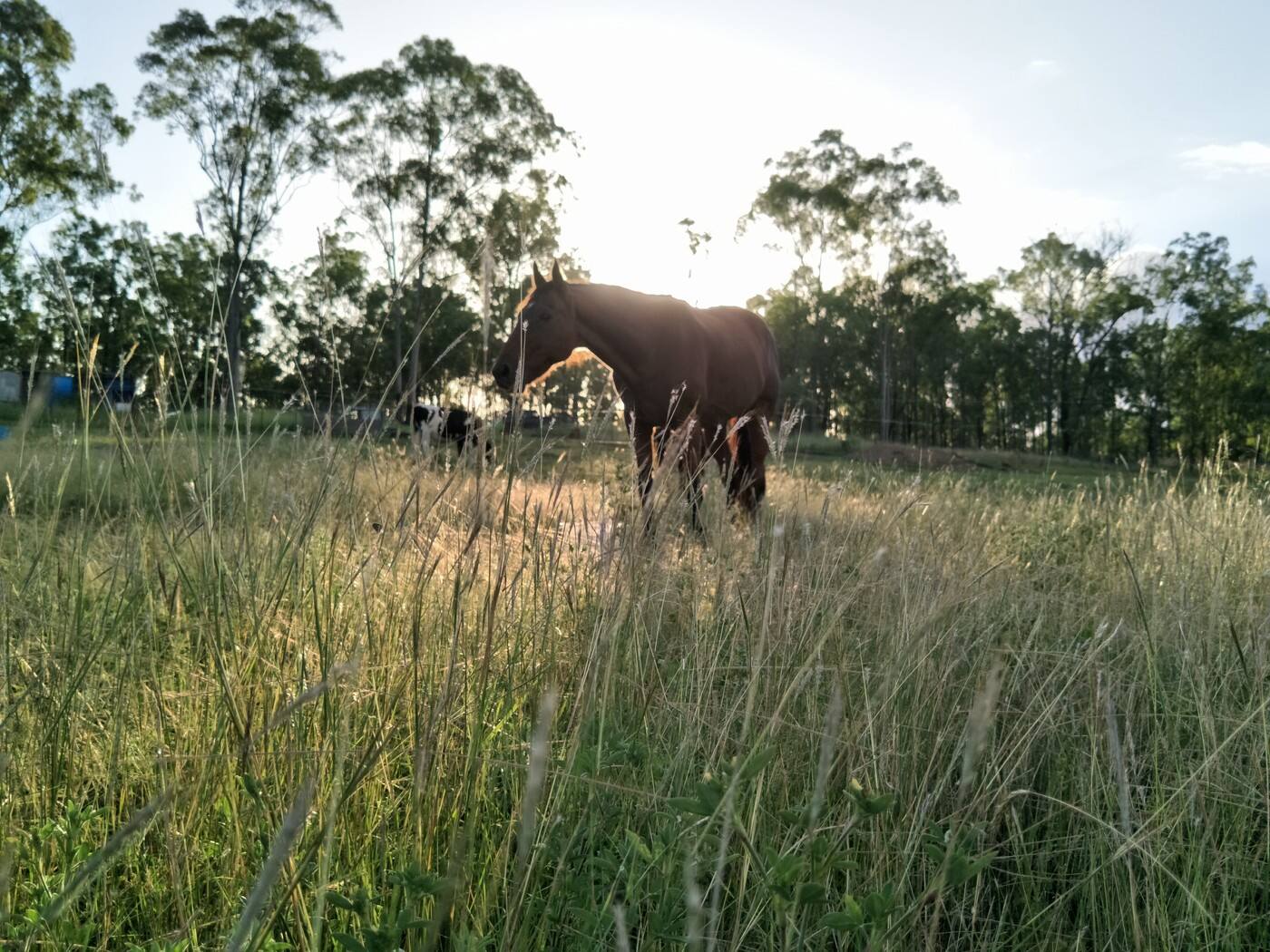 Greener Pastures Equestrian - Cover photo