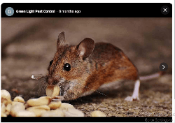 Green Light Pest Control - Logo