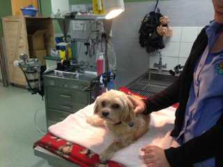 Green Point Veterinary Hospital - Cover photo