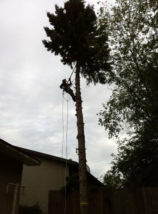 Grinders Tree Services - Logo