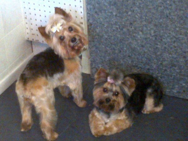 Grooming Gallery - Cover photo