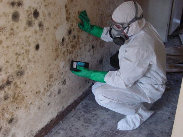 GTA Mold Removal - Cover photo