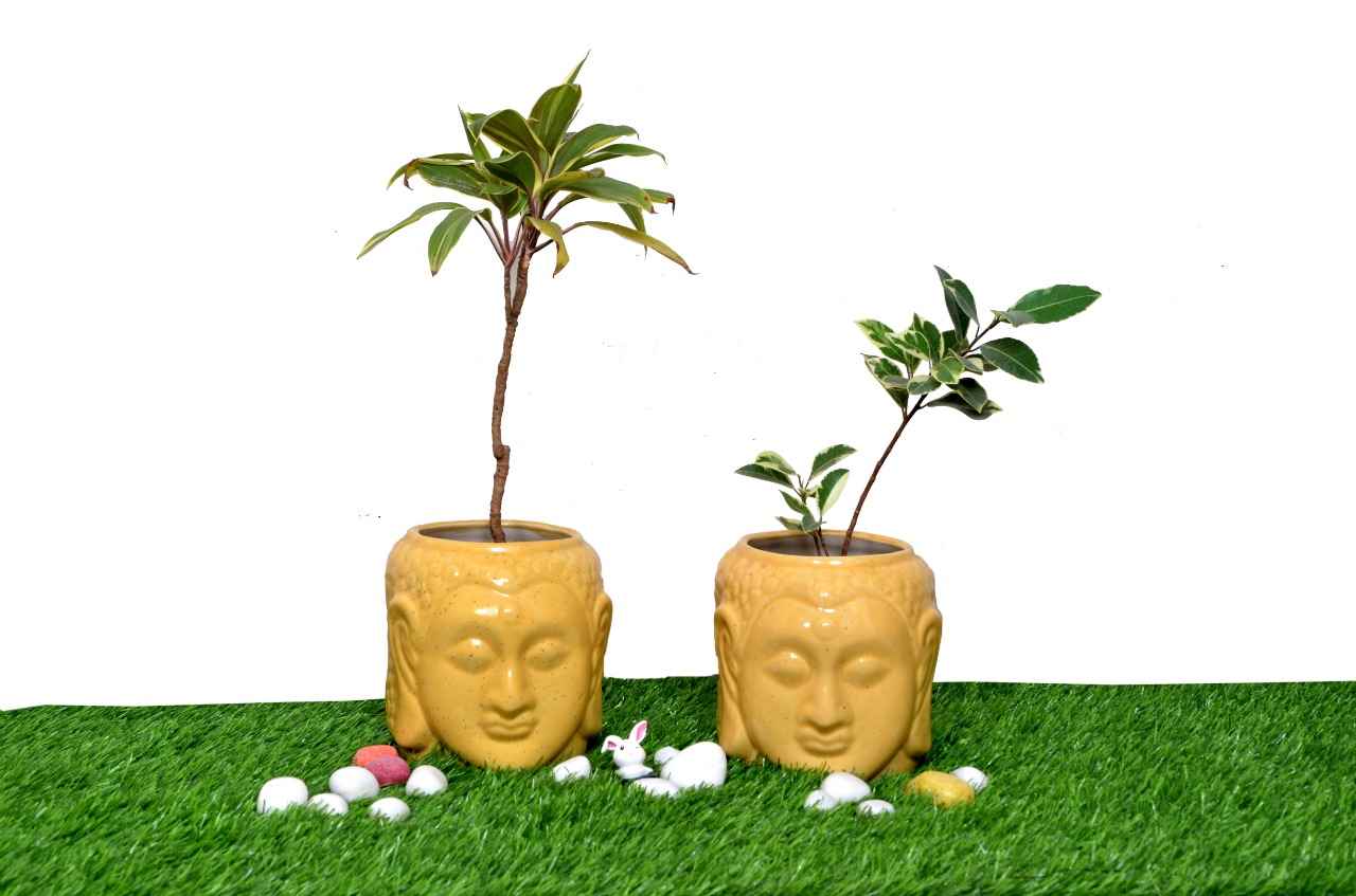 Gyanavya Green - Cover photo