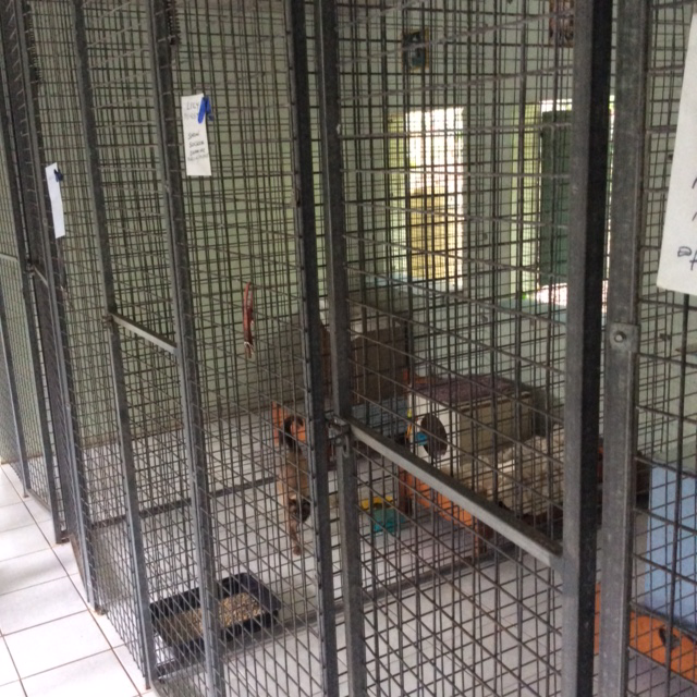 Gympie Cooloola Pet Resort - Logo