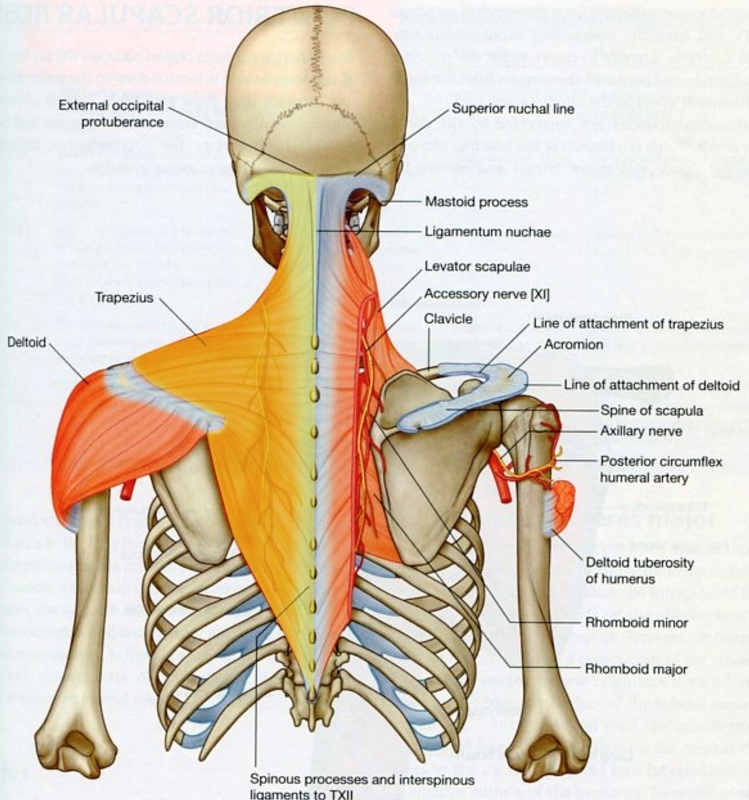 Haddow Massage Therapy - Cover photo