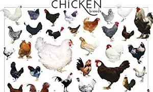 Halal Shandar Chicken Shop - Cover photo