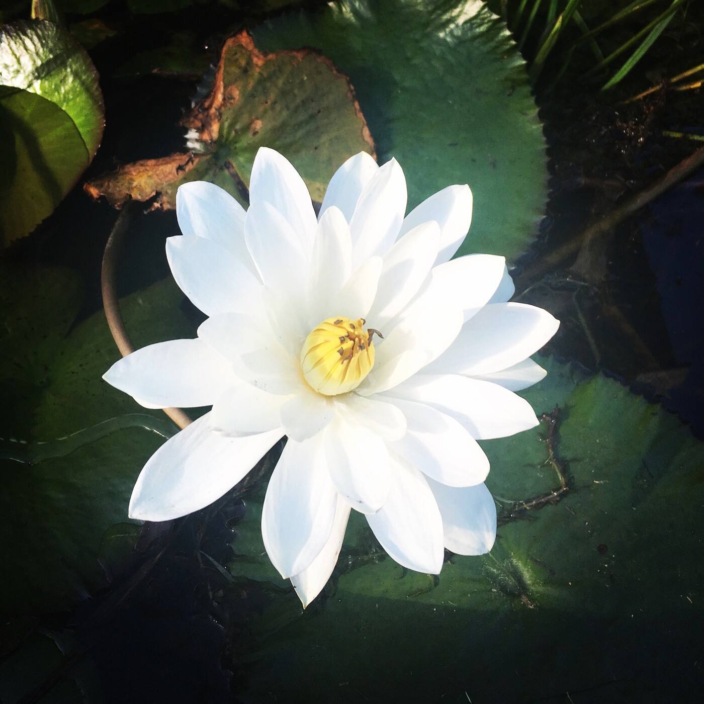 Halcyon Days Craniosacral Therapy - Cover photo