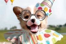 Happy At Home Petsitters Toronto - Logo