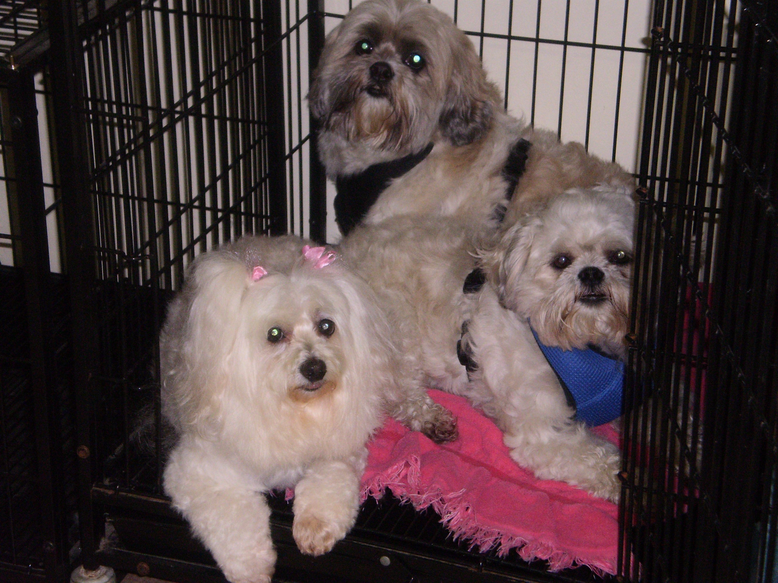 Happy Critters Pet Grooming - Cover photo