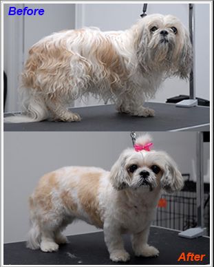 Happy Dog Grooming Salon - Cover photo