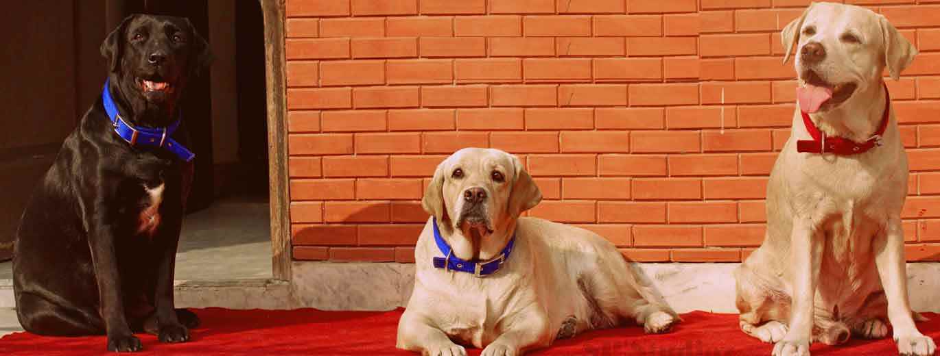 Happy Pettings Com - Cover photo