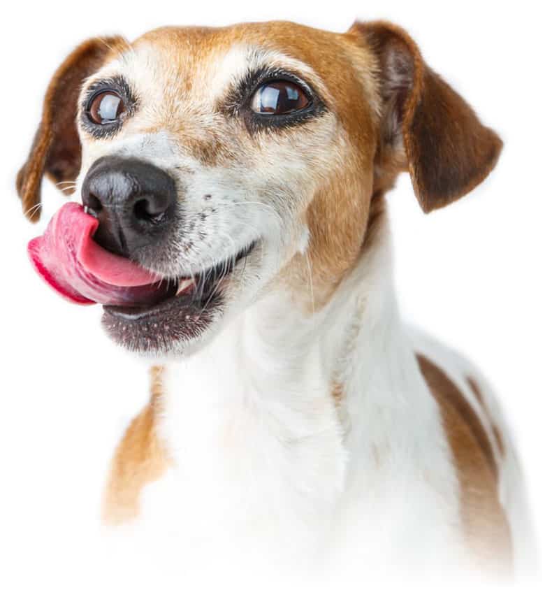 Happy Tails Paws Pet Minding - Cover photo