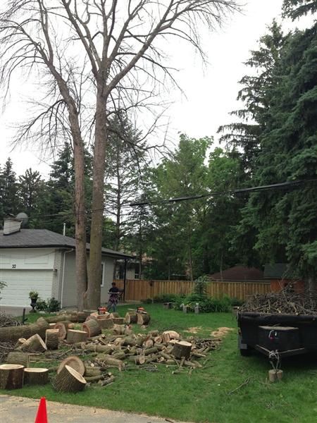 Harmony Tree Service - Logo