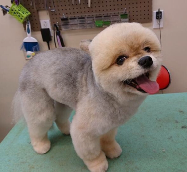 Head to Tail Pet Spa - Cover photo