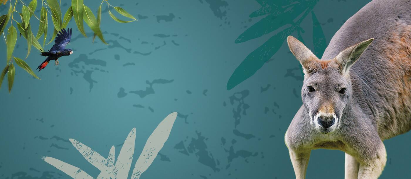 Healesville Sanctuary - Cover photo