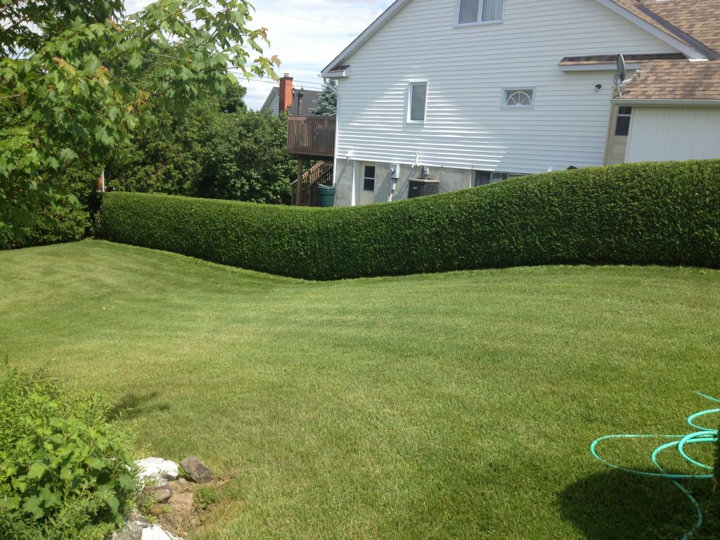 Hedges By Hultink - Cover photo
