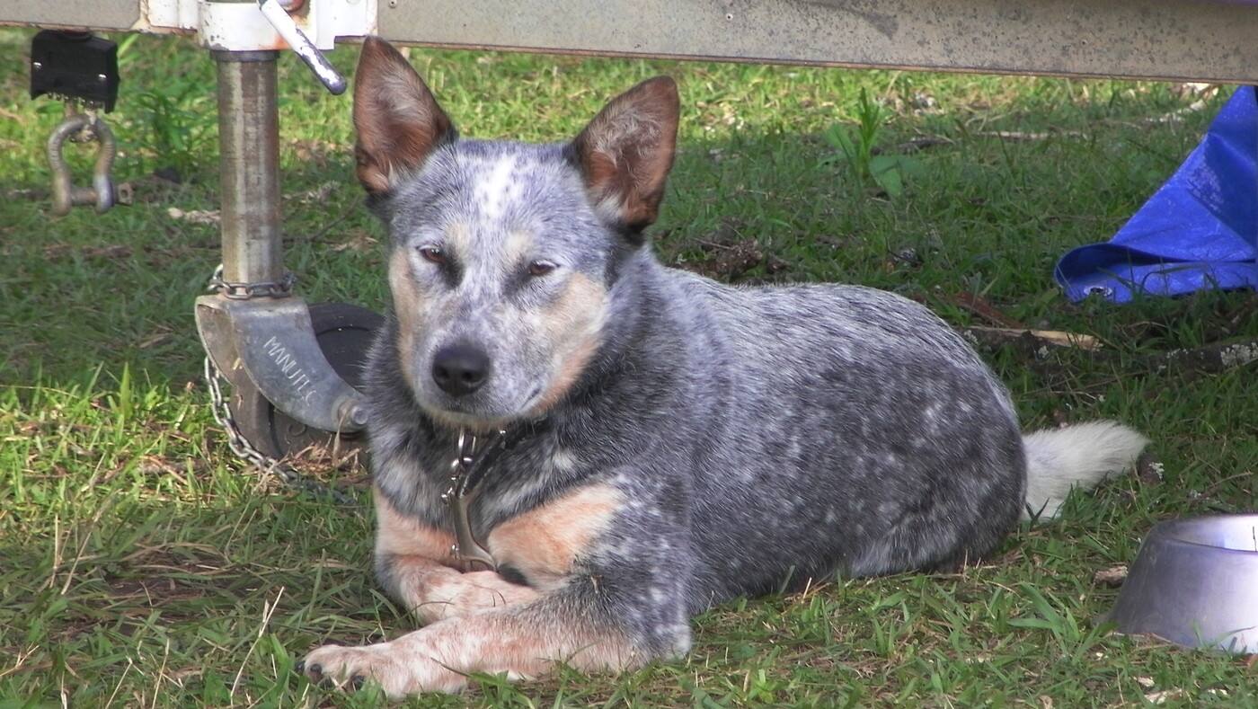 Heelersridge Australian Cattle Dogs - Cover photo
