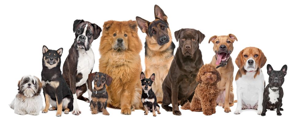 HELP@HAND DOG TRAINING - Logo