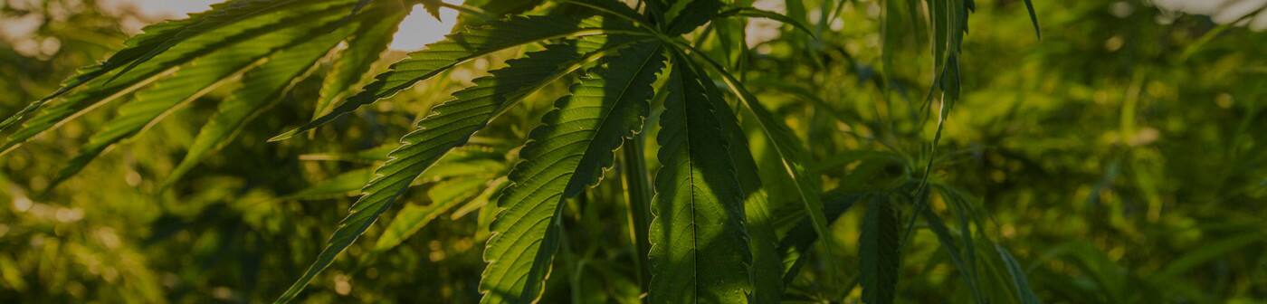 Hemp Collective - Cover photo
