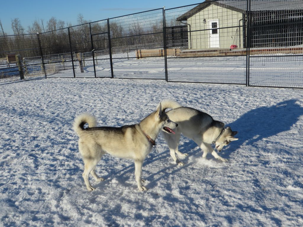 Hill Top Kennels - Cover photo