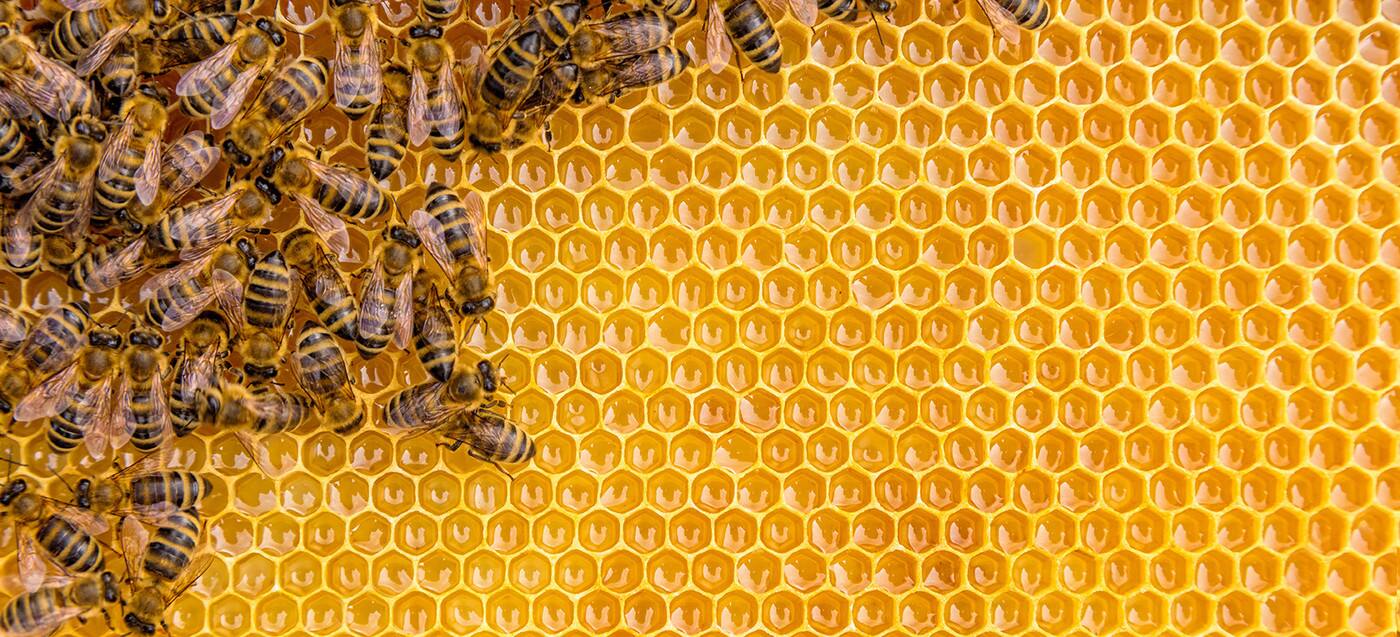 Hinterland Bees - Cover photo