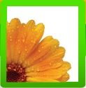 Hirai Health Services - Logo