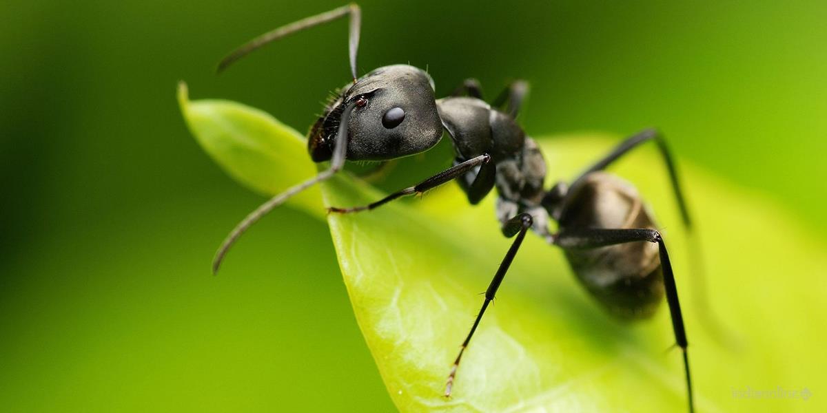 Hi Tech Pest Control Services - Cover photo