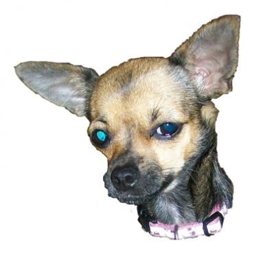 Hogtown Dogtown Dog Walking Service - Logo