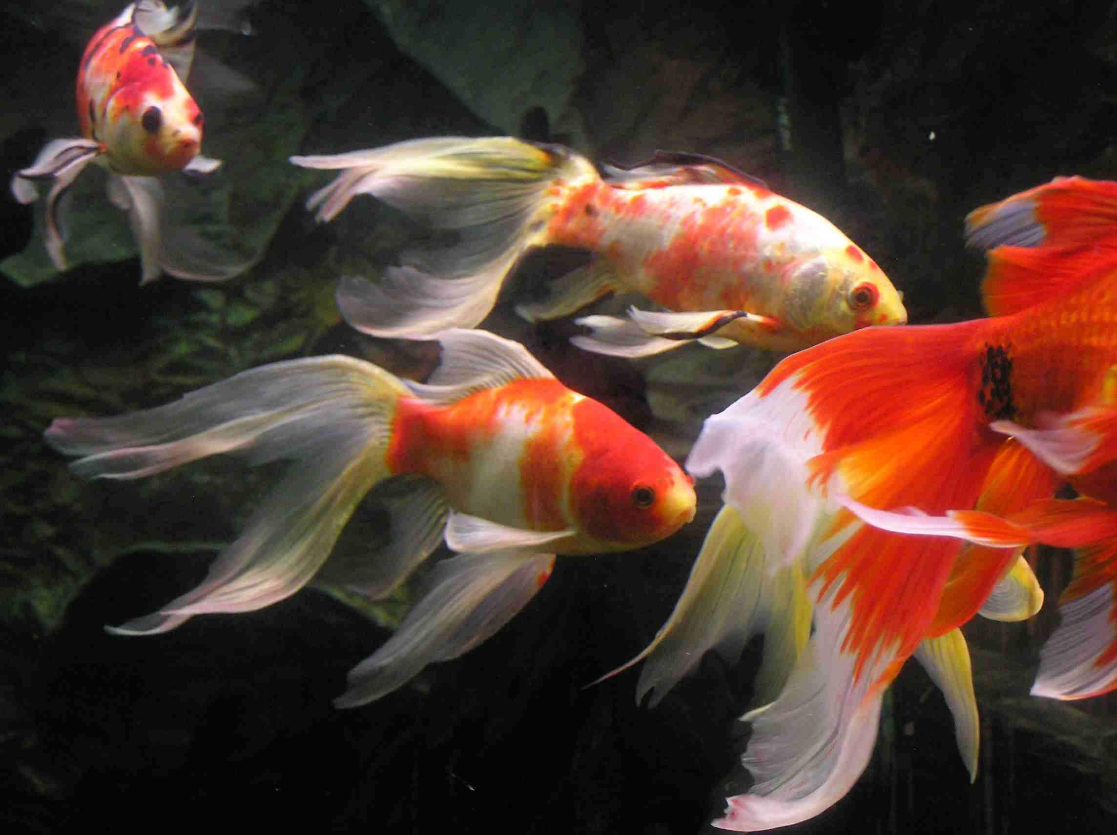 Houghton Hills Goldfish Hatchery & Waterplant Nursery - Logo